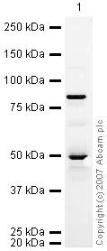 Western blot - Anti-DCAMKL1 antibody (AB31704)