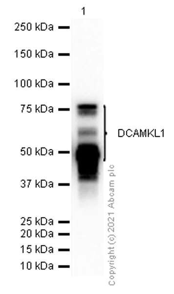 Western blot - Anti-DCAMKL1 antibody [EPR6085] (AB109029)