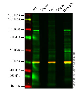 Western blot - Anti-DCAMKL1 antibody [EPR6085] (AB109029)