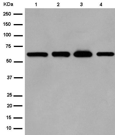 Western blot - Anti-DCBLD1 antibody [EPR13222] (AB185216)