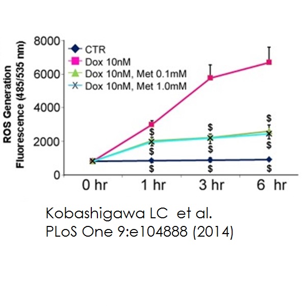 Functional Studies (Act) - DCFDA / H2DCFDA - Cellular ROS Assay Kit (AB113851)