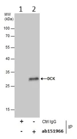 Immunoprecipitation - Anti-DCK antibody (AB151966)