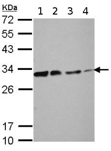 Western blot - Anti-DCK antibody (AB151966), expandable thumbnail