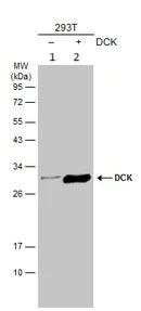 Western blot - Anti-DCK antibody (AB151966)