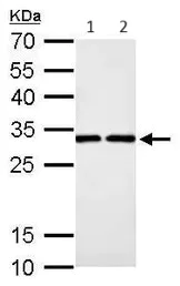 Western blot - Anti-DCK antibody (AB151966)