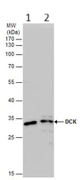 Western blot - Anti-DCK antibody (AB151966)