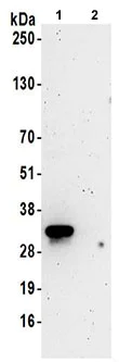 Immunoprecipitation - Anti-DCK antibody (AB186128)