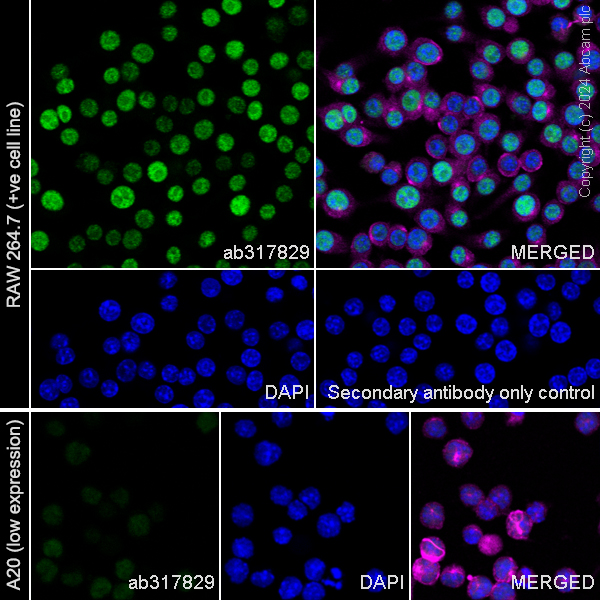 Immunocytochemistry/ Immunofluorescence - Anti-DCK antibody [EPR29105-53] (ab317829), expandable thumbnail