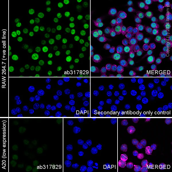 Immunocytochemistry/ Immunofluorescence - Anti-DCK antibody [EPR29105-53] (AB317829)