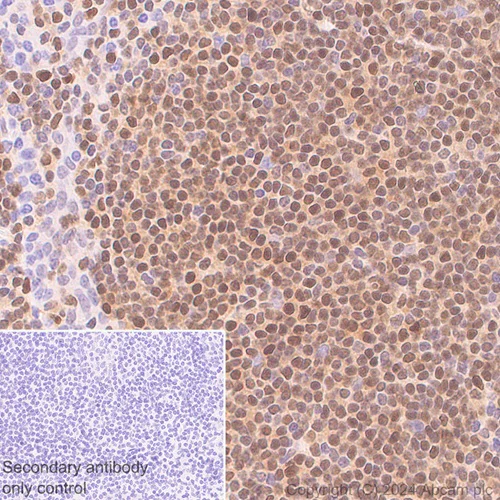 Immunohistochemistry (Formalin/PFA-fixed paraffin-embedded sections) - Anti-DCK antibody [EPR29105-53] (AB317829)