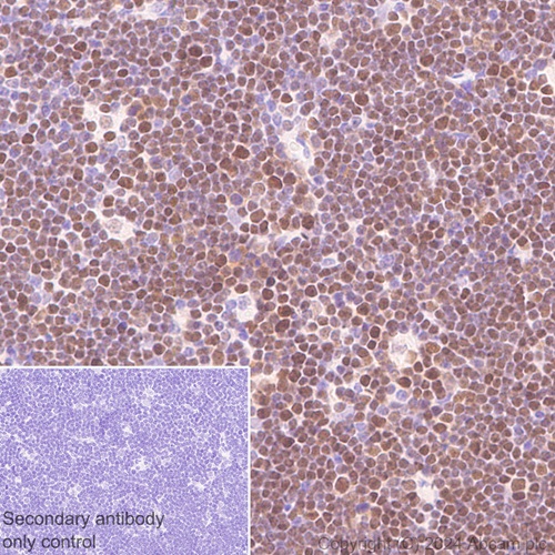 Immunohistochemistry (Formalin/PFA-fixed paraffin-embedded sections) - Anti-DCK antibody [EPR29105-53] (ab317829), expandable thumbnail