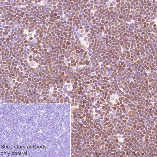 Immunohistochemistry (Formalin/PFA-fixed paraffin-embedded sections) - Anti-DCK antibody [EPR29105-53] (AB317829)