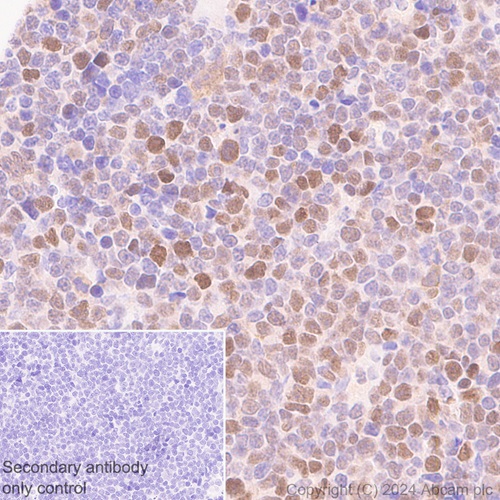 Immunohistochemistry (Formalin/PFA-fixed paraffin-embedded sections) - Anti-DCK antibody [EPR29105-53] (ab317829), expandable thumbnail