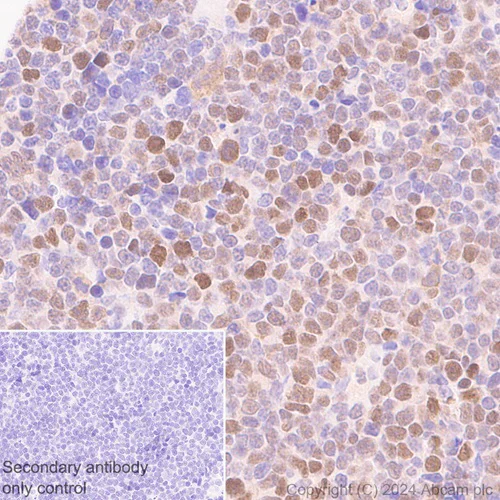 Immunohistochemistry (Formalin/PFA-fixed paraffin-embedded sections) - Anti-DCK antibody [EPR29105-53] (AB317829)