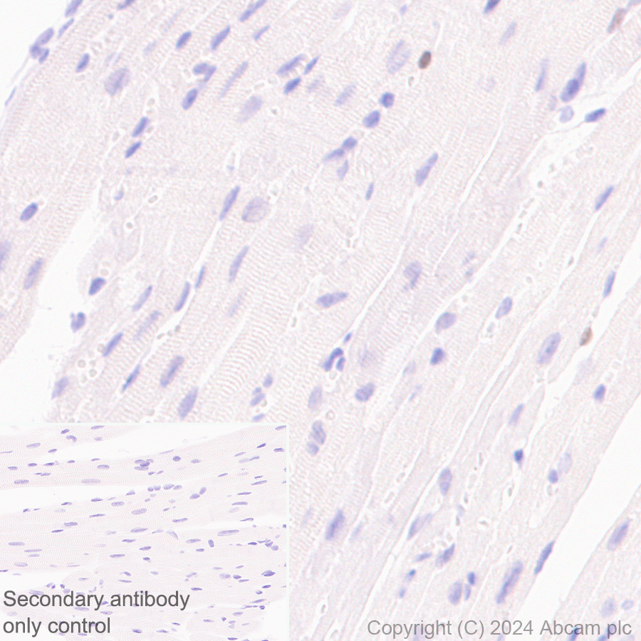 Immunohistochemistry (Formalin/PFA-fixed paraffin-embedded sections) - Anti-DCK antibody [EPR29105-53] (ab317829), expandable thumbnail