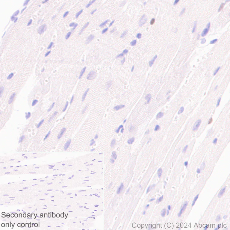 Immunohistochemistry (Formalin/PFA-fixed paraffin-embedded sections) - Anti-DCK antibody [EPR29105-53] (AB317829)