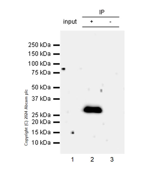 Immunoprecipitation - Anti-DCK antibody [EPR29105-53] (AB317829), expandable thumbnail