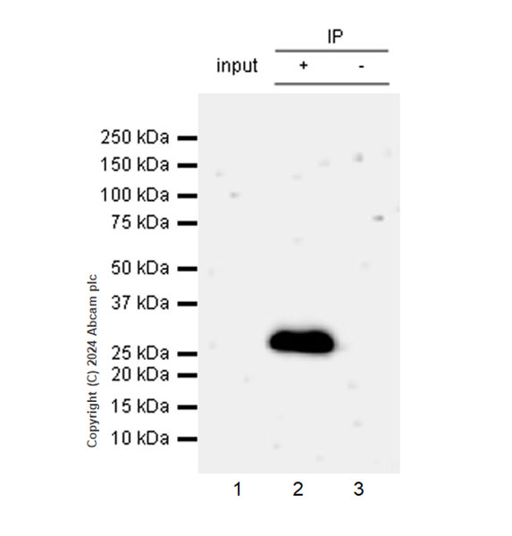 Immunoprecipitation - Anti-DCK antibody [EPR29105-53] (AB317829), expandable thumbnail