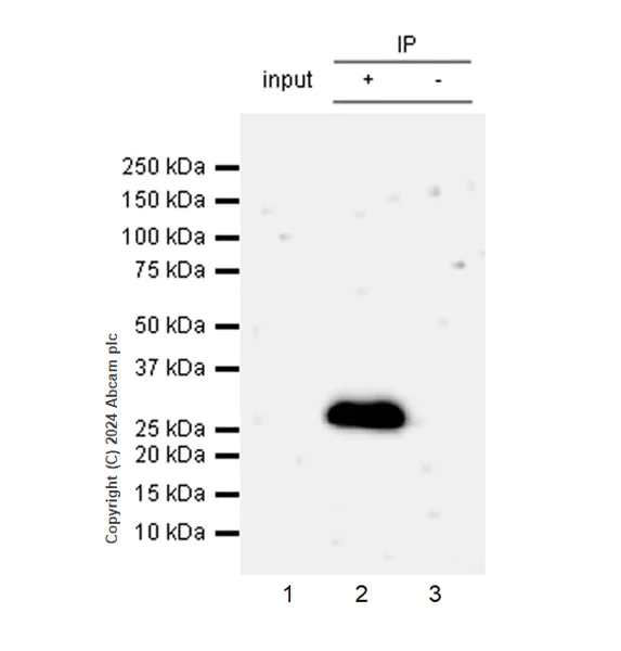 Immunoprecipitation - Anti-DCK antibody [EPR29105-53] (AB317829)