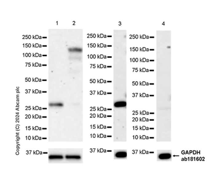 Western blot - Anti-DCK antibody [EPR29105-53] (AB317829)