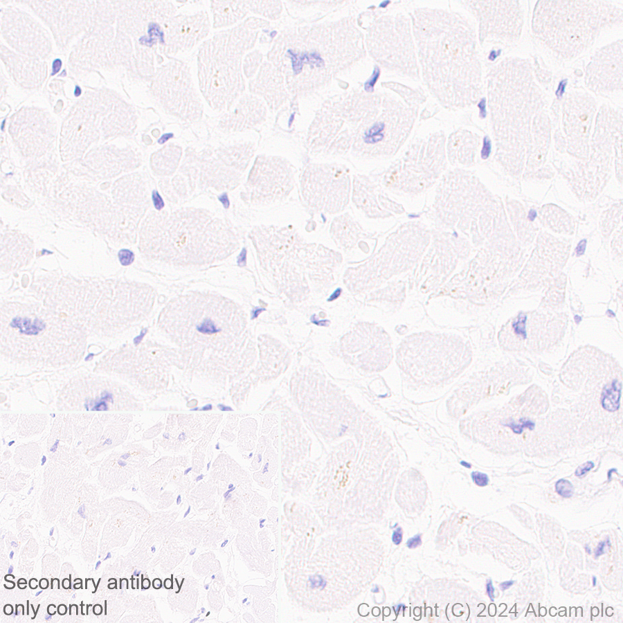 Immunohistochemistry (Formalin/PFA-fixed paraffin-embedded sections) - Anti-DCK antibody [EPR29105-53] - BSA and Azide free (AB317830)