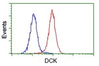 Flow Cytometry (Intracellular) - Anti-DCK antibody [OTI16E12] (AB118994)