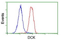 Flow Cytometry (Intracellular) - Anti-DCK antibody [OTI16E12] (AB118994)