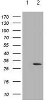 Western blot - Anti-DCK antibody [OTI16E12] (AB118994)