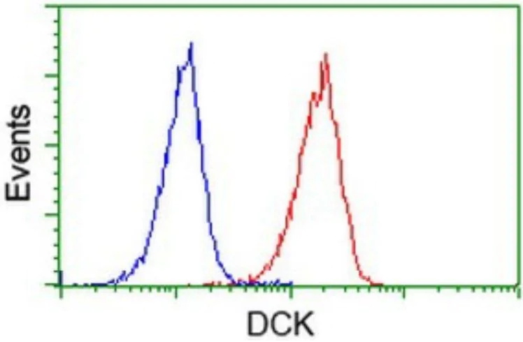 Flow Cytometry (Intracellular) - Anti-DCK antibody [OTI16G6] - BSA and Azide free (AB273650)