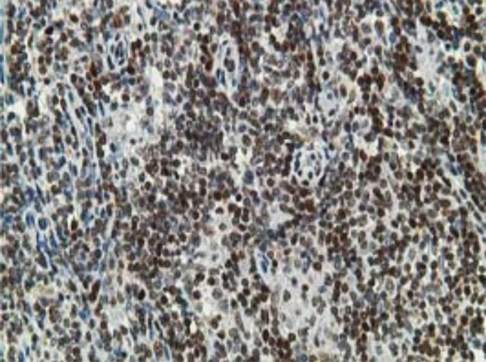 Immunohistochemistry (Formalin/PFA-fixed paraffin-embedded sections) - Anti-DCK antibody [OTI16G6] - BSA and Azide free (AB273650)
