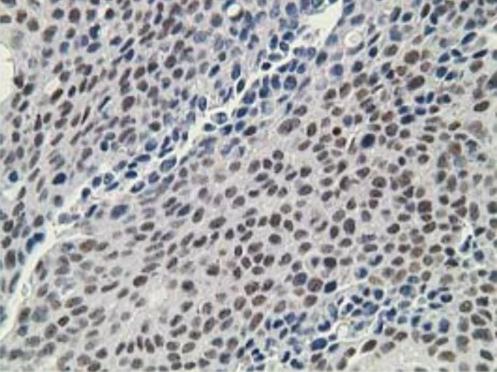 Immunohistochemistry (Formalin/PFA-fixed paraffin-embedded sections) - Anti-DCK antibody [OTI16G6] - BSA and Azide free (AB273650)