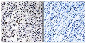 Immunohistochemistry (Formalin/PFA-fixed paraffin-embedded sections) - Anti-DCL-1 antibody (AB109991)