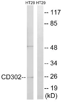 Western blot - Anti-DCL-1 antibody (AB109991)