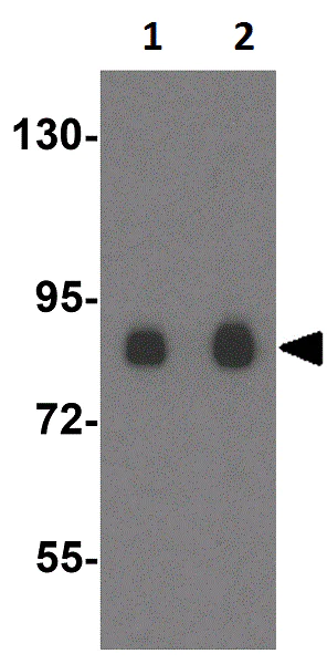 Western blot - Anti-DCLK2 antibody (AB106639)
