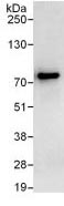 Immunoprecipitation - Anti-Dcp1a antibody (AB128156)