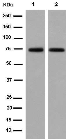 Western blot - Anti-Dcp1a antibody [EPR13822] (AB183709)