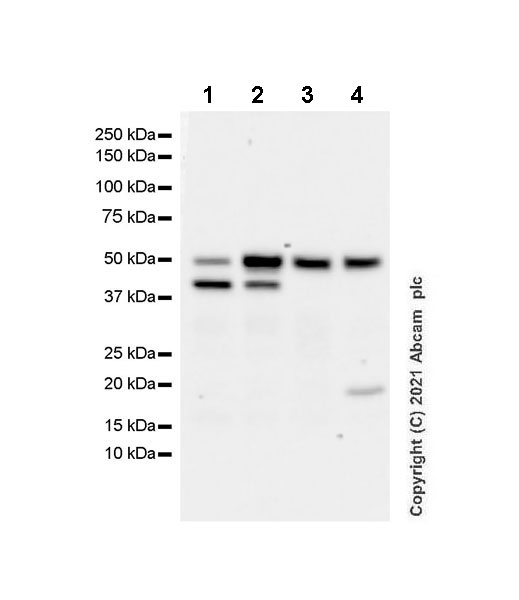 Western blot - Anti-Dcp2/TDT antibody [EPR25378-93] (AB288158), expandable thumbnail