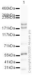 Western blot - Anti-Dcr 2 / Dicer 2 antibody (AB4732)
