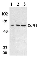 Western blot - Anti-DcR1 antibody (AB2087)