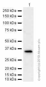 Western blot - Anti-DcR2 antibody [EPR3588(2)] (AB108421)