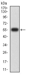 Western blot - Anti-DcR3 antibody [3C5H10] (AB233816)