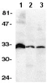 Western blot - Anti-DcR3 antibody (AB8405)