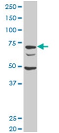 Western blot - Anti-DCST1 antibody (AB194559), expandable thumbnail