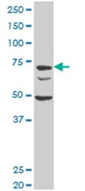 Western blot - Anti-DCST1 antibody (AB194559)