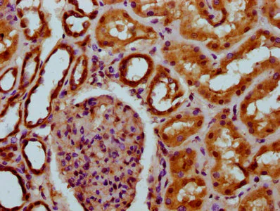 Immunohistochemistry (Formalin/PFA-fixed paraffin-embedded sections) - Anti-DCSTAMP antibody (AB238151)