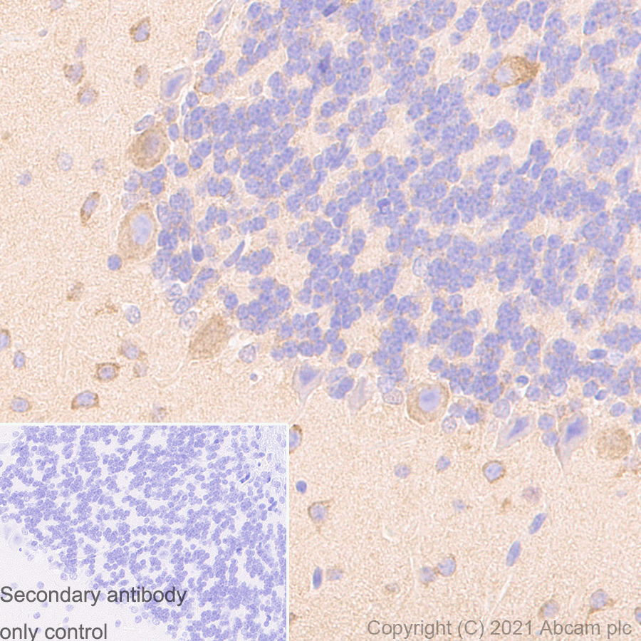 Immunohistochemistry (Formalin/PFA-fixed paraffin-embedded sections) - Anti-DCTN1/p150-glued antibody [12/P150GLUED] - BSA and Azide Free (AB302965), expandable thumbnail