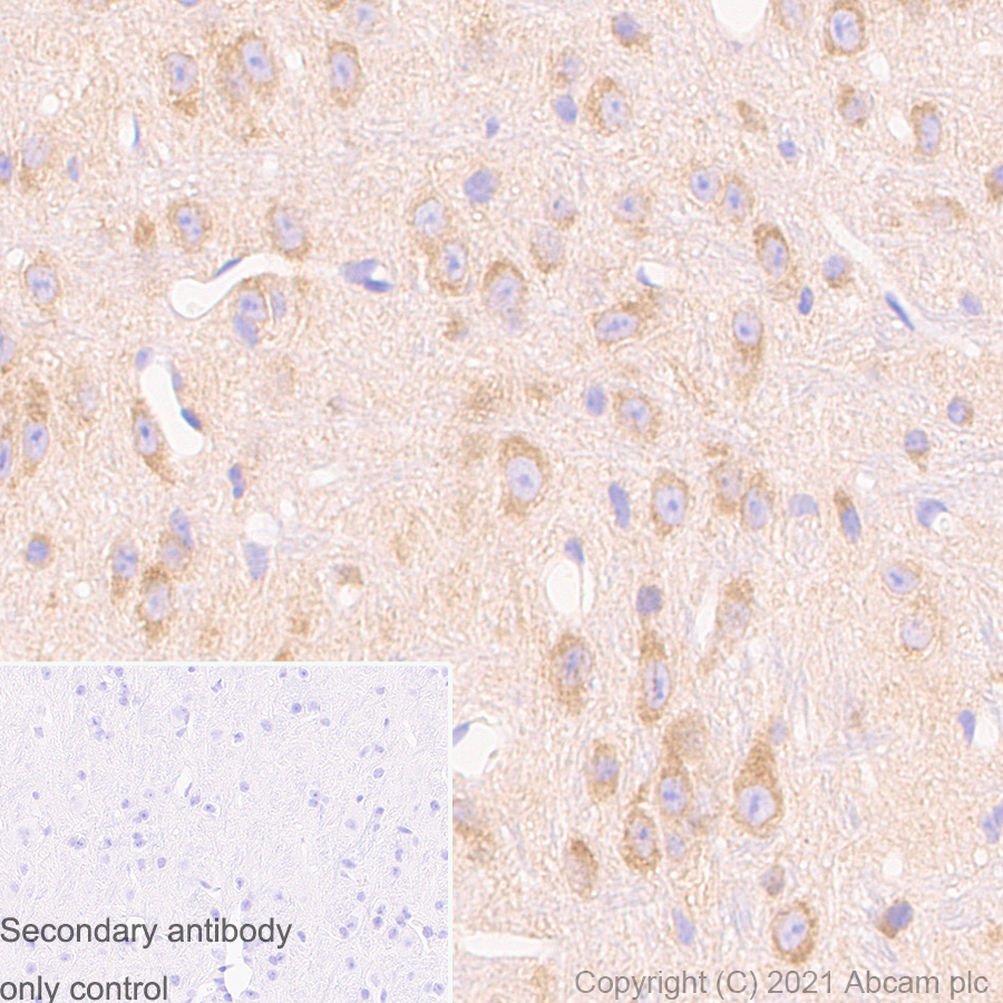 Immunohistochemistry (Formalin/PFA-fixed paraffin-embedded sections) - Anti-DCTN1/p150-glued antibody [12/P150GLUED] - BSA and Azide Free (AB302965), expandable thumbnail