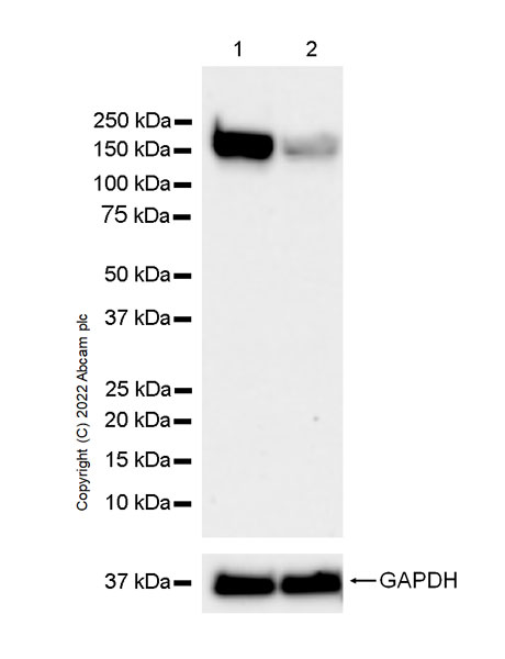 Western blot - Anti-DCTN1/p150-glued antibody [12/P150GLUED] - BSA and Azide Free (AB302965), expandable thumbnail