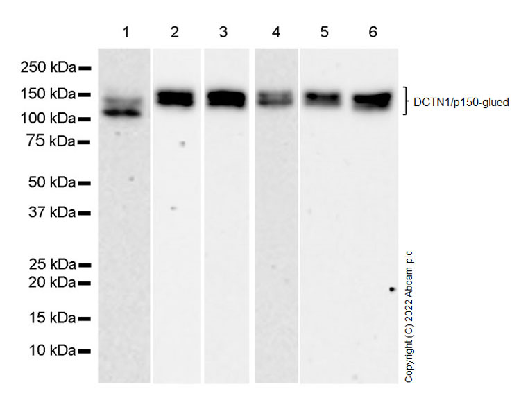 Western blot - Anti-DCTN1/p150-glued antibody [12/P150GLUED] - BSA and Azide Free (AB302965), expandable thumbnail