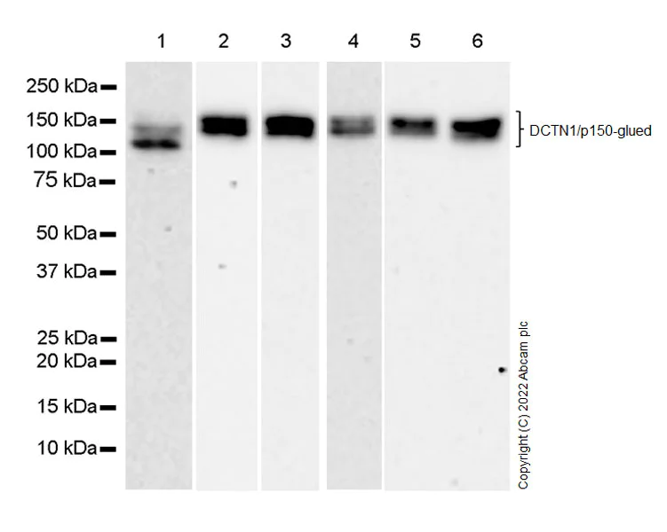 Western blot - Anti-DCTN1/p150-glued antibody [12/P150GLUED] - BSA and Azide Free (AB302965)